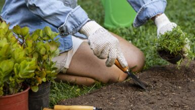 Gardening when is the best time to fertilize